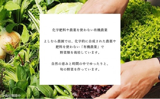 野菜 定期便 詰め合わせ セット よしむら農園 オーガニック おまかせ野菜セット 12回 おまかせ 旬 旬の野菜 ビタミン 栄養 健康 栄養バランス 一人暮らし 野菜炒め 無添加 旬 有機栽培 JAS