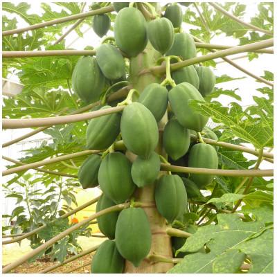 ふるさと納税 うるま市 焙煎青パパイヤ茶8包入り×4袋セット |  | 03