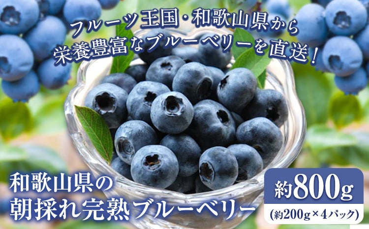 
                  【先行予約】和歌山県の朝採れ完熟ブルーベリー 約800g (約200g×4パック) 紀の川市厳選館《2026年7月上旬-8月中旬頃出荷》和歌山県 紀の川市 フルーツ 果物 ブルーベリー
                