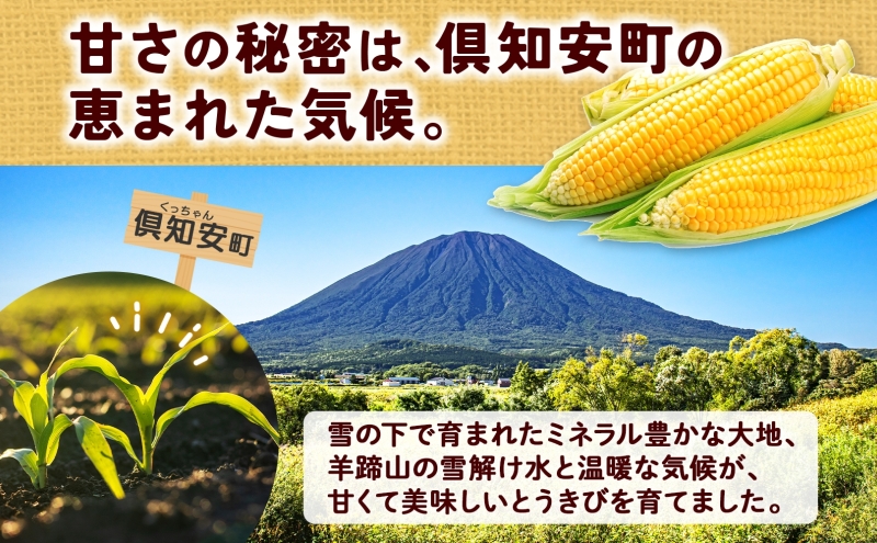 朝もぎ イエロー とうもろこし 恵味 2Lサイズ 26本 約10kg 大きめ 夏野菜 とうきび 旬 新鮮 野菜 トウモロコシ 甘い ギフト 産地直送 コーン 産直 グリーンアースファーム 送料無料 北