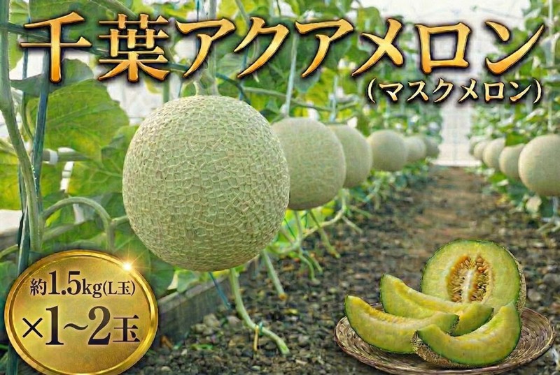 
                  千葉アクアメロン 約1.5kg （ L玉 ） ×  1～2玉 メロン 大玉 マスクメロン 果物 フルーツ 温室メロン 蜜入り 果汁たっぷり 高糖度 ゴールド果皮 フルーツギフト 温室栽培 贈答用 果物お取り寄せ 贅沢 冷やして美味しい 送料無料 千葉県
                