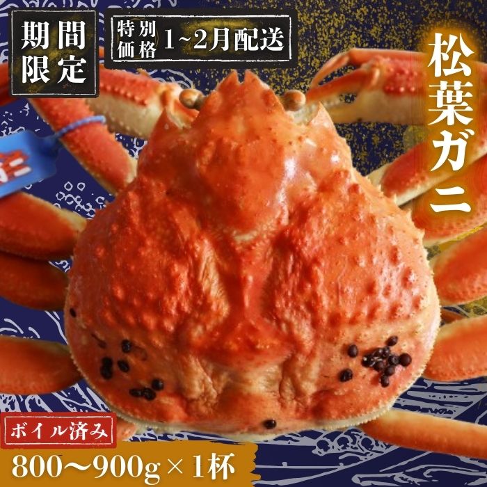 【ふるさと納税】【期間限定配送！1～2月発送希望の方へ！】松葉ガニ 800～900g 〈ボイル〉松葉ガニ マツバガニ タグ付き＜11月中旬～2月中旬頃発送予定＞松葉カニ 蟹 かに 松葉蟹 人気 おすすめ 送料無料 贈り物に プレゼント 贈与 贈答品 ギフト