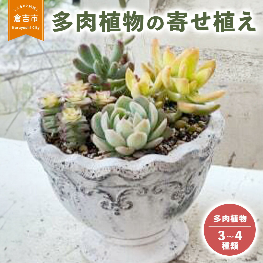 【ふるさと納税】多肉植物 の 寄せ植え M 【Le Ciel】 お楽しみ お任せ 3種類?4種類 花 誕生日 記念日 贈り物 プレゼント 母の日 父の日 敬老の日 セット 鉢