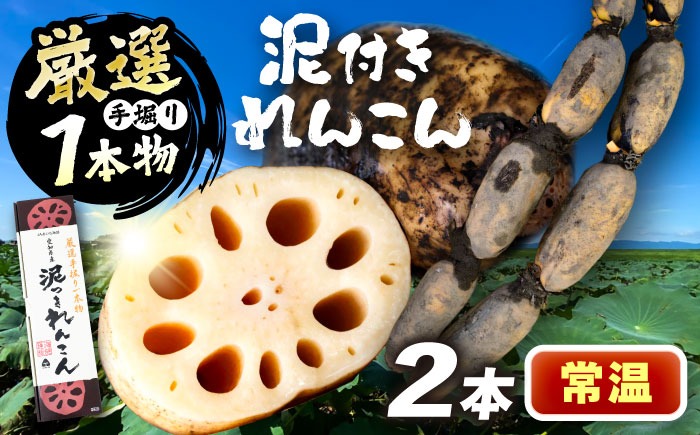 厳選 泥付きれんこん 2本 手掘り1本物 （常温） 野菜 レンコン 愛西市 / JAあいち海部れんこんセンター 【配送不可地域：北海道・沖縄・離島】[AEDK005]