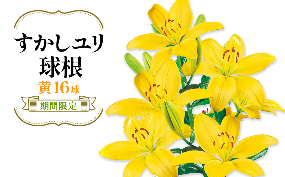【期間限定】ユリ球根 すかしユリ 黄花16球 送料無料 黄