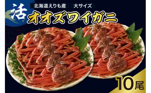 活オオズワイガニ10尾【えりも産】【er004-012-d】