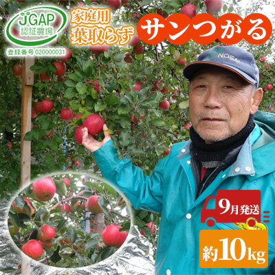【ふるさと納税】9月発送 家庭用葉 取らず サンつがる 約10kg【訳あり】【鶴翔りんごGAP部会 青森県産 津軽産 リンゴ 林檎】 果物類りんご 完熟 丸かじり 甘い 　お届け：2026年9月15日～2026年9月30日