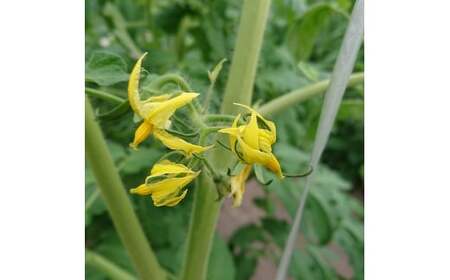 高根沢町産トマト「レディーファースト」 大箱（約3kg 12～24玉）｜とまと 季節限定 希少 厳選 産地直送 新鮮 ※北海道・沖縄・離島への配送不可 ※2026年1月上旬～3月下旬頃に順次発送予定