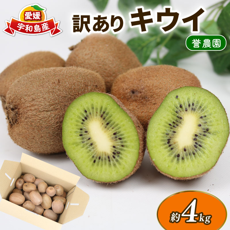 【ふるさと納税】 訳あり キウイ 4kg 誉農園 先行予約 わけあり サイズ 不揃い キウイフルーツ 甘い 果物 くだもの 訳アリ 訳あり品 訳有り訳有 フルーツ デザート 農家直送 産地直送 数量限定 国産 愛媛 宇和島 F010-138015