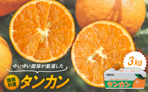 【2027年1月から順次発送】国頭村産 タンカン 3kg やんばるの人気柑橘 濃厚な甘みとコク