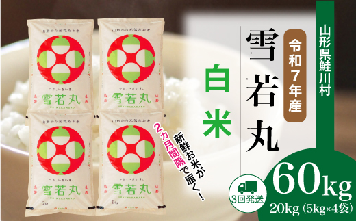 ＜令和7年産米＞ 令和8年1月中旬より配送開始 雪若丸【白米】60kg定期便(20kg×3回)　鮭川村