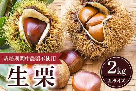 【 2026年 先行予約 】 生栗 2kg 果じゅまる園 栗 くり クリ 2L サイズ 2キロ 農薬不使用 殺虫剤不使用 国産 和栗 甘栗 果物 フルーツ くだもの 秋 旬 9月 10月 発送 産地直送 農家直送 産直 栗きんとん 栗ごはん 甘い 栗ご飯 栗おこわ 茨城県 石岡市 (A18-002)
