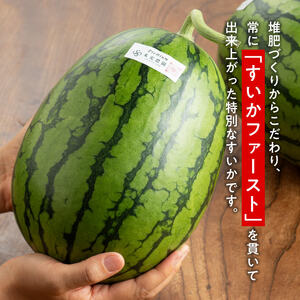 九州産すいか 小玉スイカ「マダーボール」２玉 【 数量限定 国産 宮崎県産 西瓜 フルーツ 果物 すいか】