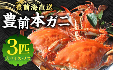 【先行予約】 豊前本ガニ 大 メス 3匹 直送 【2024年12月以降順次発送】《豊前市》【豊築漁業協同組合】 かに 蟹 カニ ワタリガニ かに料理 ガザミ [VAG011]