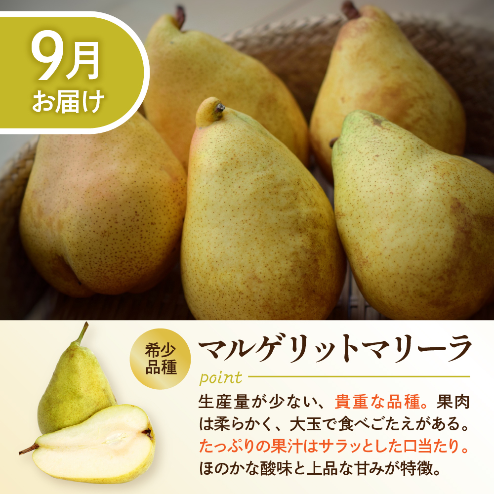 【令和7年産 先行予約 5回定期便】西洋梨食べ尽くし定期便 東根農産センター提供 hi027-201-2