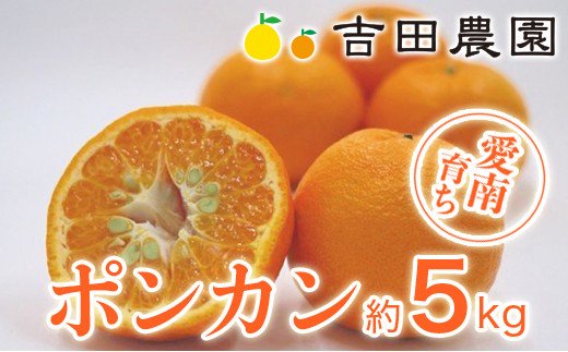 【先行予約】 数量限定  ポンカン 5kg 13000円 ぽんかん 国産 みかん mikan 蜜柑 ミカン 産地直送 農家直送 期間限定 特産品 ギフト プレゼント ゼリー ジュース アイス 冷凍 みかん 等に 人気 限定 甘い フルーツ 果物 柑橘 美味しい おいしい 小玉 含む ジューシー サイズ ミックス 吉田農園 愛南町 愛媛県