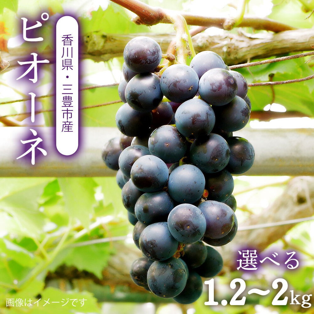 【ふるさと納税】【配送不可地域：北海道・沖縄県・離島】ピオーネ　三豊市産　選べる1.2kg〜2kg　ハウス　温室　ハウス　温室 秋 旬