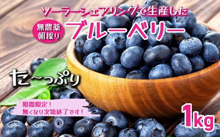 【千葉県香取市産】農薬不使用 生ブルーベリー1kg 夏季限定 KTRCQ001