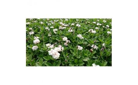 緑の力で地球を元気に!＜ヒメイワダレソウ＞9cmポット 緑の絨毯 80鉢 芝生のように広がる