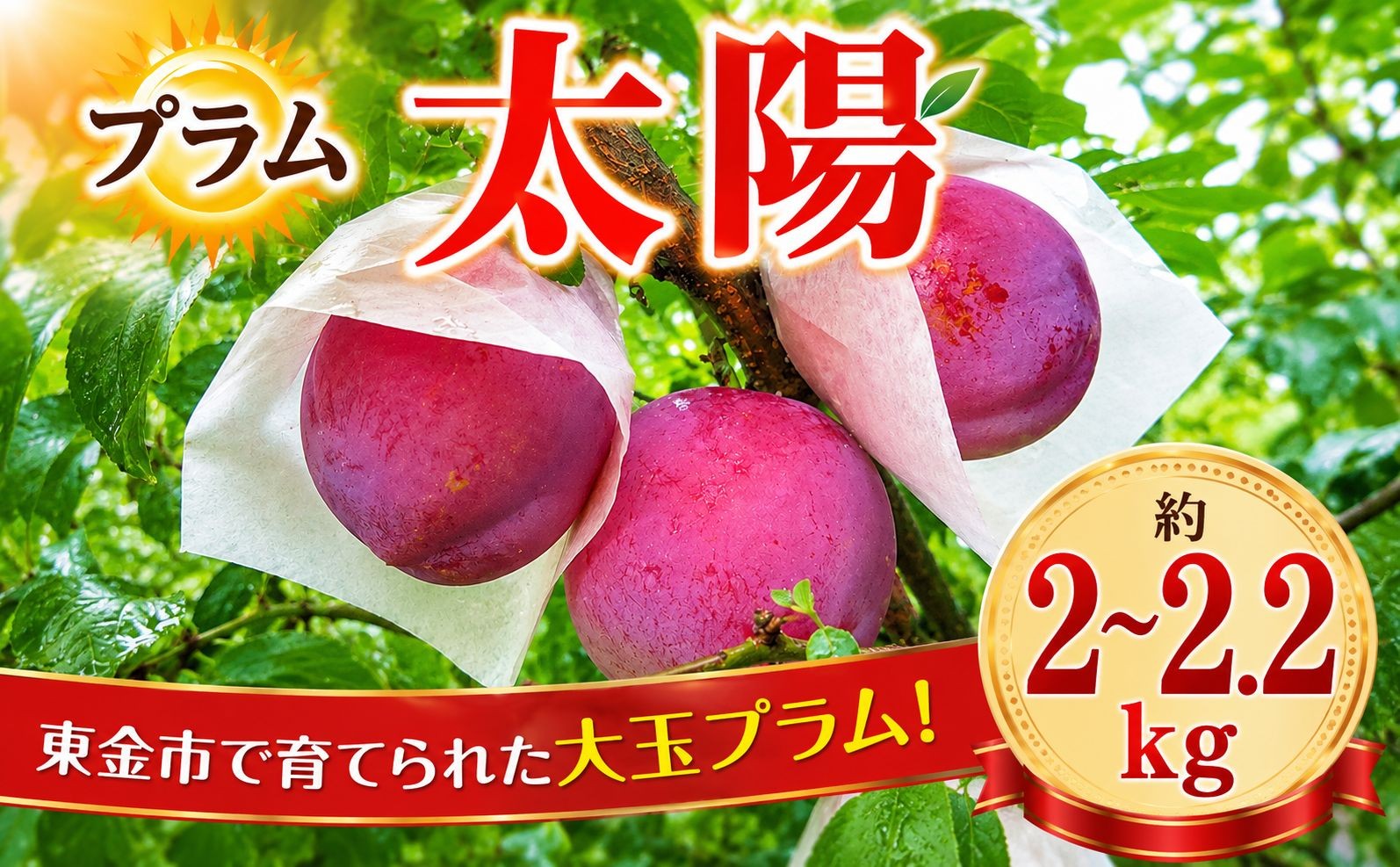 
                  プラム 太陽 約2～2.2kg 【2026年8月中旬以降発送予定】  果物 フルーツ ぷらむ puramu すもも スモモ 旬 先行予約 贈答 ギフト 贈り物 甘い 濃厚 ビタミンE 大玉 品種 高級 産地直送 デザート ジャム ゼリー 果実酒 安井農園 千葉 東金
                