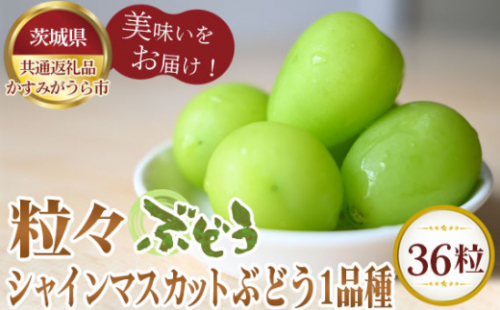 No.309 【先行予約】粒々ぶどう36粒　シャインマスカットとぶどう1品種【茨城県共通返礼品 かすみがうら市】 ／ 旬 新鮮 葡萄 ブドウ 果物 フルーツ 茨城県 特産品