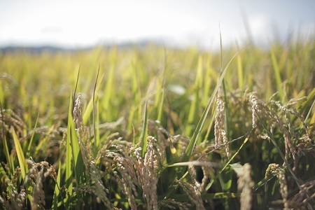 【先行予約！令和8年産】ななつぼし 5kg 『皇室献上米 特A』皇室献上米に選ばれた美瑛米 ! JAびえい