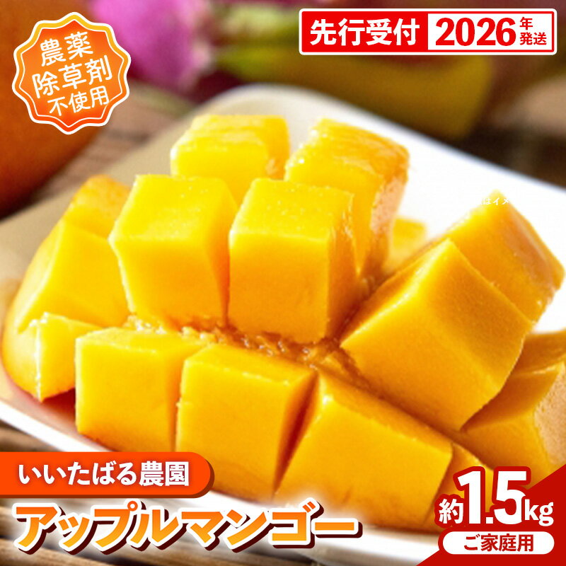【ふるさと納税】【先行受付】【2026年発送】いいたばる農園の家庭用アップルマンゴー約1.5kg - ご家庭用 先行予約 沖縄県産 産地直送 農薬不使用 除草剤不使用 南国フルーツ 旬の味覚 マンゴー オススメ 沖縄県 八重瀬町