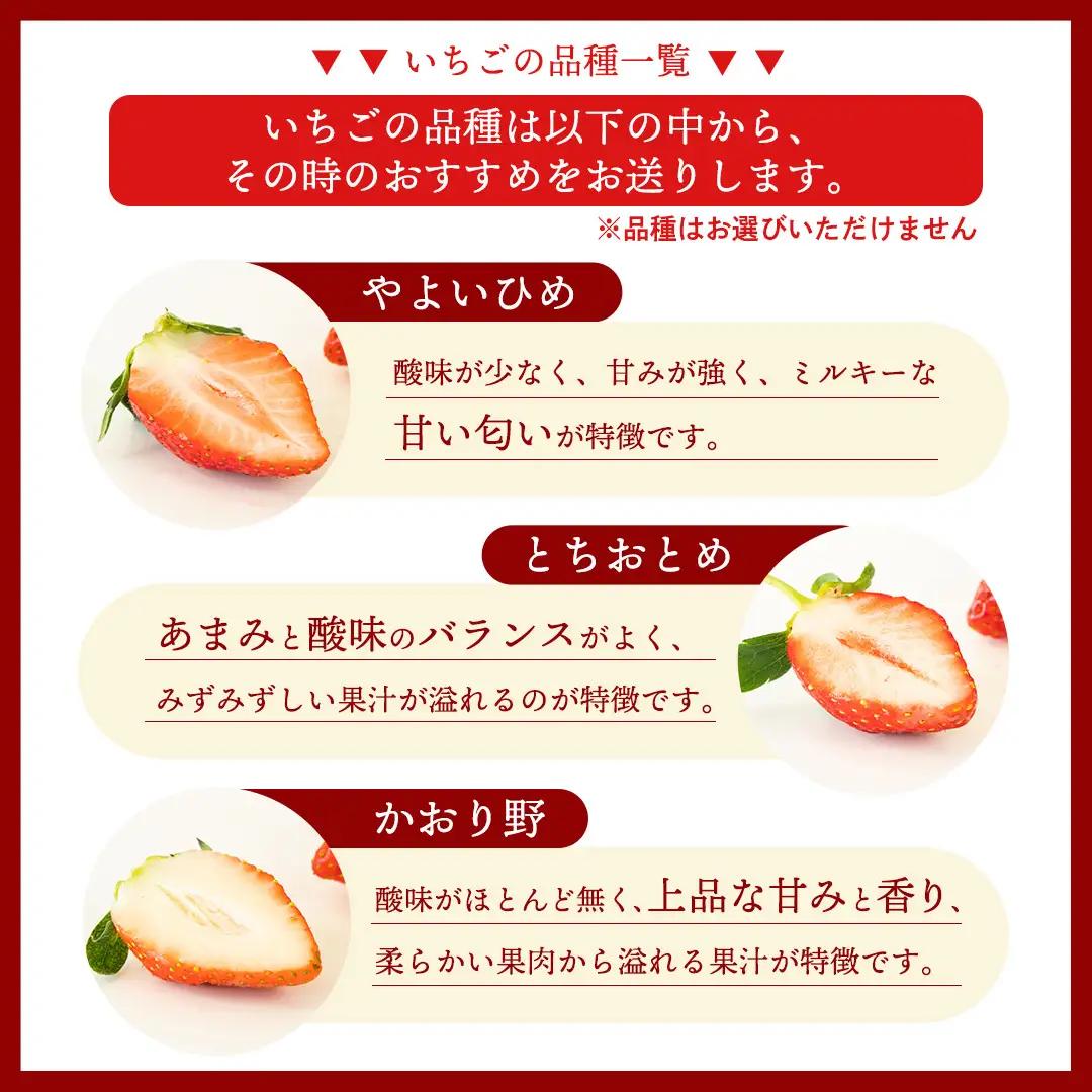 《 2027年 収穫分 》全2回 定期便 完熟 いちご 2パック × 2回 合計 4パック KEK 国産 かおり野 とちおとめ やよいひめ 国産 いちご イチゴ 苺 くだもの 果物 フルーツ 冬 春 
