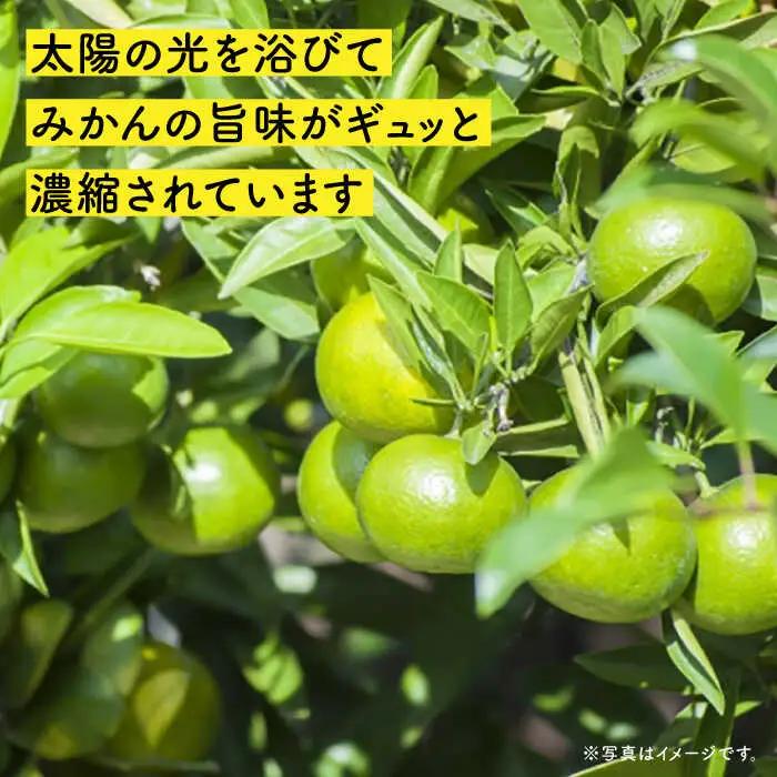 極早生 みかん 5kg [OCW001] ミカン