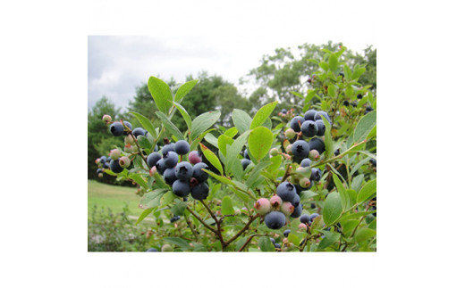 岩手町 ブルーベリーワイン「ルルとリリ」２本セット ワイン ブルーベリー 酒 わいん ギフト プレゼント ぶるーべりー お酒 宅飲み 家飲み ご当地 セット