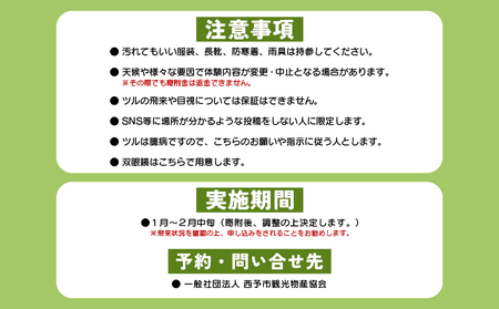 ＜ツルのねぐら・採食場観察ツアー（ねぐら立ち見学付き）＞ つる ツル 鶴 鳥 野鳥 貴重 体験 観察 ツアー ねぐら ネグラ ねぐら立ち ナベヅル 鍋鶴 マナヅル 真鶴 真名鶴 野鳥観察 採食場 西予