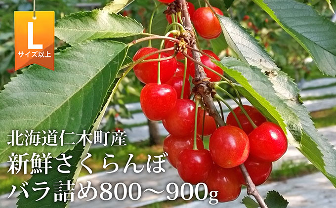 北海道 仁木町産 さくらんぼ (Lサイズ以上）800g～900g 佐藤錦 又は 紅秀峰　サクランボ チェリー フルーツ 果物 果物類 ギフト仁木町 仁木 [くだものの笠井園]