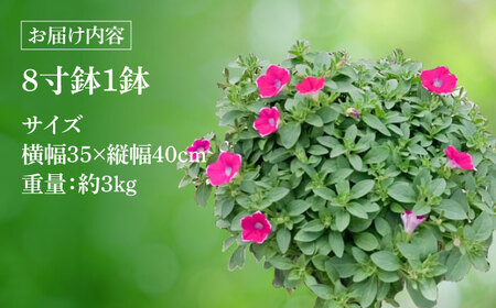 【4月末より順次発送】 サフィニア あずきフラッペ 鉢花　/ 瑞浪市 中山園芸 花 お花 お祝い 鉢植え 生花 ギフト プレゼント フラワー[AZDC007]