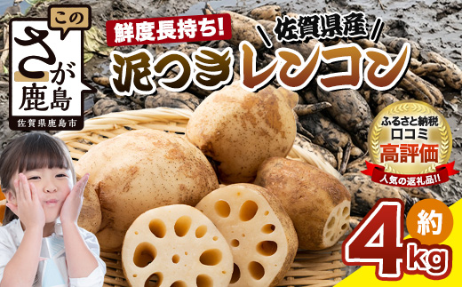 予約受付 佐賀県産 れんこん 約4kg 野菜 やさい レンコン れんこん 蓮根 料理 贈り物 プレゼント 贈答 ギフト 野菜ギフト A-169