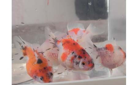 【 先行予約 】 金魚 キャリコピンポンパール 3匹セット | ピンポンパール きんぎょ 生体 新潟県 五泉市 有限会社エンドウ酒店（令和７年10月以降順次発送）