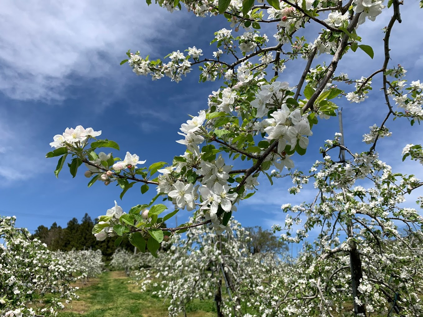 りんごの花です。