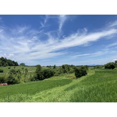 ふるさと納税 大津市 栽培期間中農薬・化学肥料不使用 白米粒が光る棚田米 滋賀県大津市産コシヒカリ白米5kg |  | 01