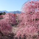 【ふるさと納税】鈴鹿の森庭園　ペア入園券【1481837】