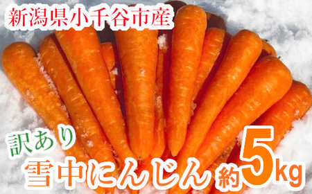 【訳あり】 雪中にんじん 約5kg K-farm | にんじん