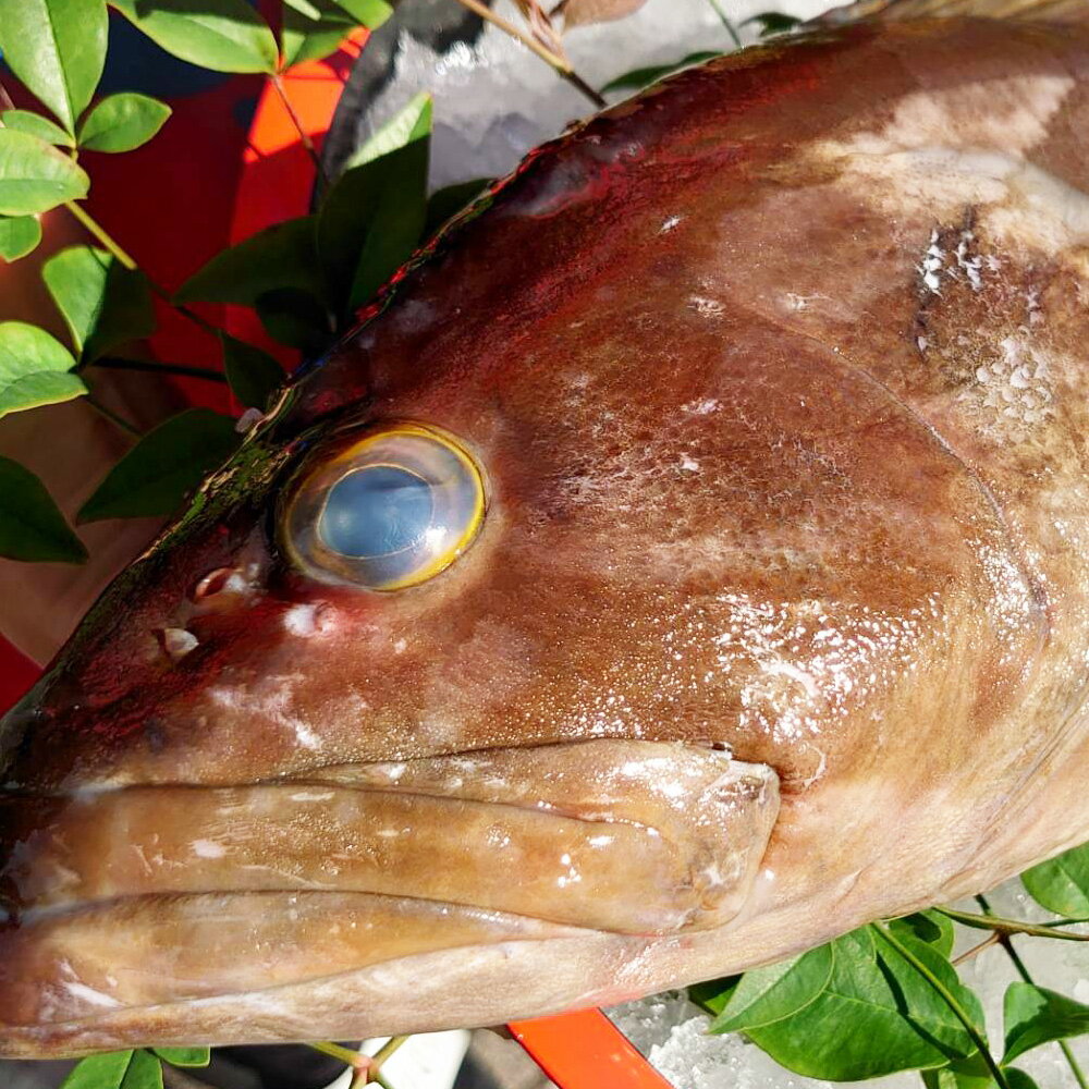 【ふるさと納税】丸ごと1匹お届け!長崎近海 天然アラ（クエ） 8kg台（8.2～8.8kg/12～15人前） くえ あら 高級魚 魚介類 鮮魚 水産物 刺身 鍋料理 家族向け 冷蔵 長崎県産 国産 九州 長崎県 長崎市 送料無料 【2025年9月下旬～2026年2月下旬迄発送予定】