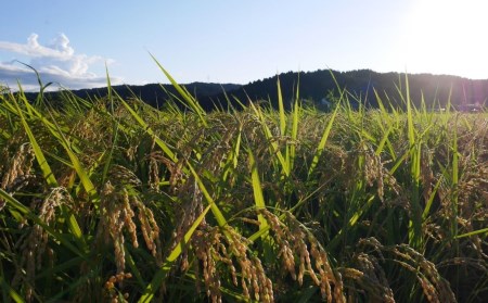 新米 新潟県産 新之助 10kg (5kg×2袋) 令和6年産 しんのすけ [JAえちご中越] 【020S024】