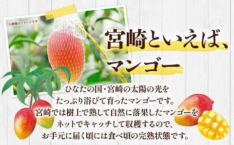 《2024年発送》期間限定 数量限定 宮崎県産 完熟マンゴー3玉 合計約750g以上