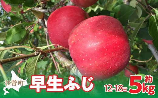 【先行予約】北海道壮瞥町産りんご「早生ふじ」約5kg(12～18玉)<2026年10月中旬よりお届け>【 ふるさと納税 人気 おすすめ ランキング りんご リンゴ 林檎 早生ふじ ふじ 昴林 紅将軍 北海道 壮瞥町 送料無料 】 SBTF009