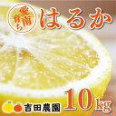 【ふるさと納税】 先行予約 はるか 10kg 15000円 みかん 国産 産地直送 農家直送 期間限定 数量限定 愛南町 愛媛県 吉田農園