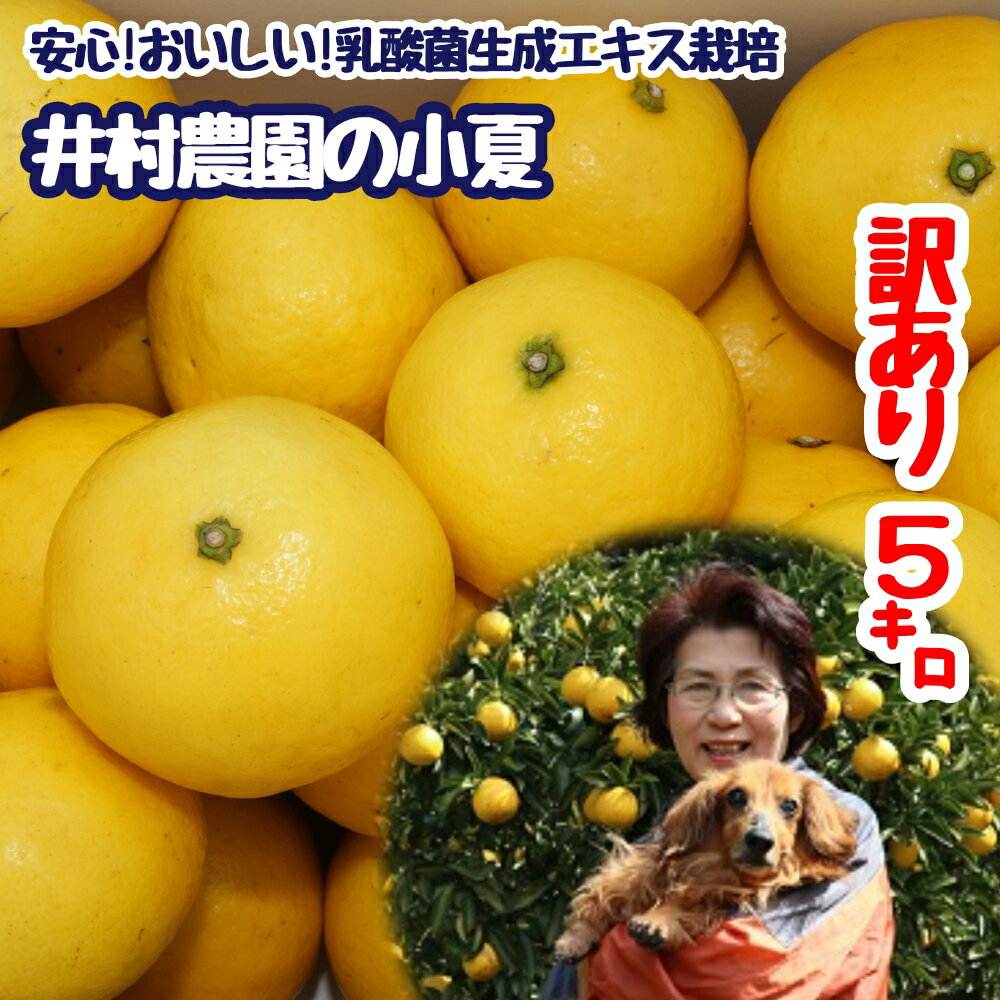【ふるさと納税】【先行予約】【訳あり】井村農園の小夏 5kg 日向夏 みかん ミカン 柑橘 フルーツ 果物 果実 こなつ ニューサマーオレンジ 土佐小夏 とさ小夏 旬 おいしい 美味しい ワケアリ 自宅用 ご家庭用 国産 高知県 高知 土佐清水 返礼品【R01131】