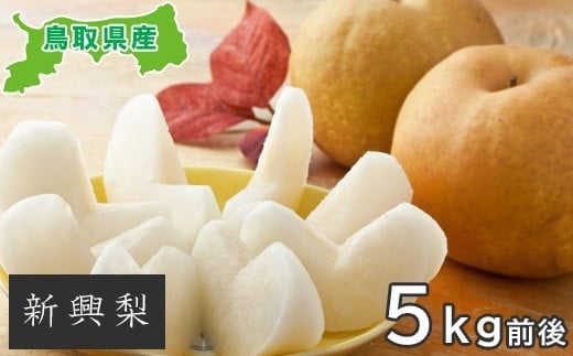 
            新興梨　5kg
          