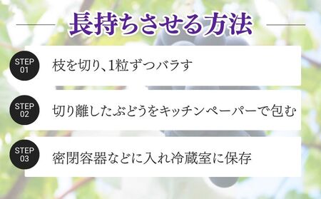 【2026年先行予約】 巨峰 2kg （茨城県共通返礼品・かすみがうら市産） ／ 巨峰 きょほう キョホウ 葡萄 ぶどう ブドウ フルーツ 果物 2kg