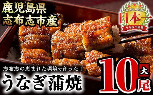 
うなぎの大楠＜大＞10尾セット計1.5kg(150g×10) f7-001
