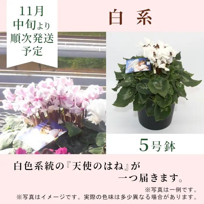 〈予約品〉白系  希少 天使のはね シクラメン ５号鉢 天使のはね 農林水産大臣賞受賞歴あり 花 白  プレゼント 贈り物 鉢花 鉢 ガーデン ガーデニング 愛知県産 クリスマス 高品質 高評価 珍し