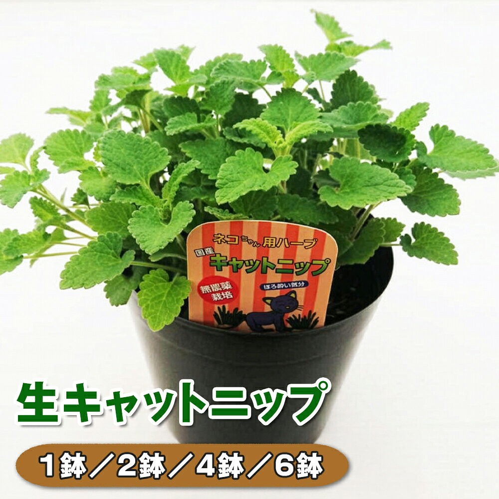 【ふるさと納税】生キャットニップ (選べる鉢数：1鉢／2鉢／4鉢／6鉢)｜キャットニップ 鉢植え 猫用ハーブ 猫 ミント [1207-1211]